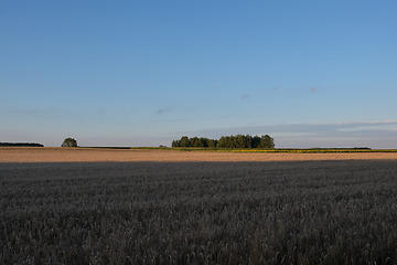 Image showing Rye field in sunset light