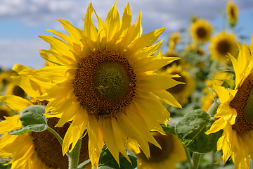 Image showing Ripe sunflower field in summertime morning