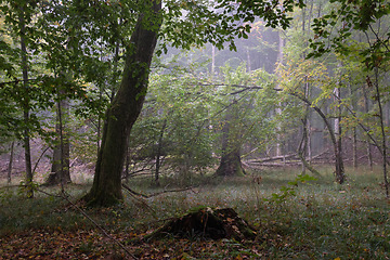 Image showing Misty morning in autumnal forest