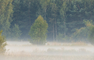 Image showing Mist over forest meadow