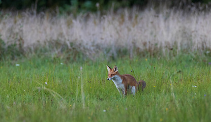 Image showing Red fox (Vulpes vulpes) watching