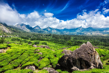 Image showing Tea plantations. Munnar, Kerala