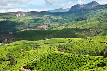 Image showing Tea plantations