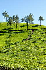 Image showing Tea plantations