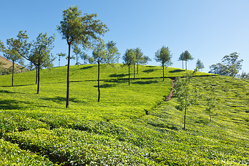 Image showing Tea plantations