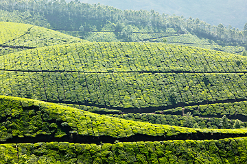 Image showing Tea plantations