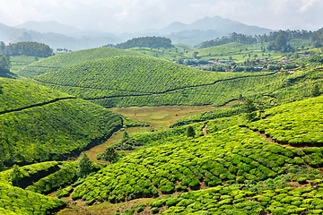 Image showing Tea plantations