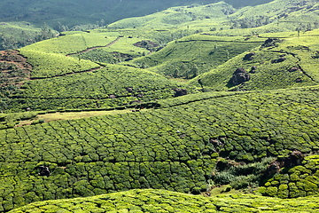 Image showing Tea plantations