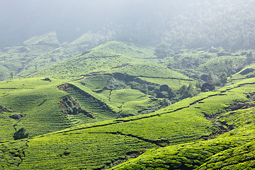 Image showing Tea plantations