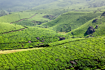 Image showing Tea plantations