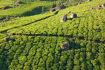 Image showing Tea plantations