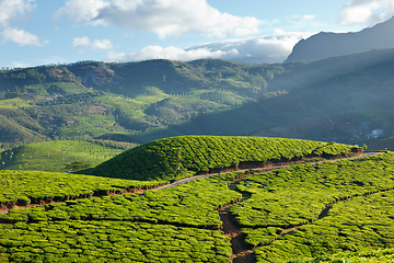 Image showing Tea plantations