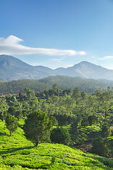 Image showing Tea plantations