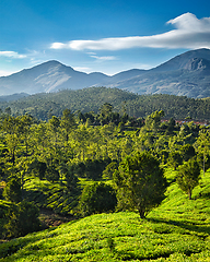 Image showing Green tea plantations in India