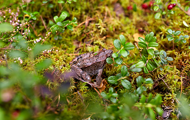 Image showing frog in autumn forest