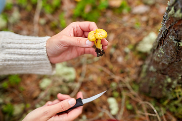 Image showing young woman picking mushrooms in autumn forest