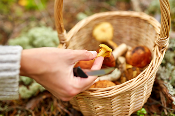 Image showing young woman picking mushrooms in autumn forest