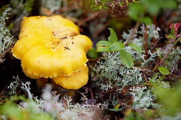 Image showing chanterelle mushroom growing in autumn forest