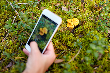 Image showing hand using smartphone to identify mushrooms