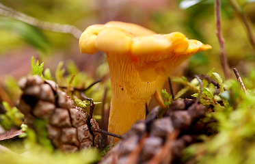 Image showing chanterelle mushroom growing in autumn forest