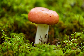 Image showing russule mushroom growing in autumn forest