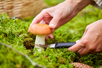 Image showing young woman picking mushrooms in autumn forest