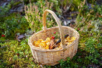 Image showing close up of mushrooms in basket in forest