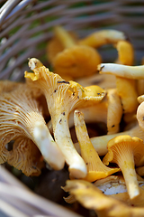 Image showing close up of mushrooms in basket in forest