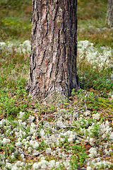 Image showing close up of pine tree growing in forest