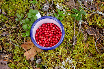 Image showing red berries in mug on ground in forest