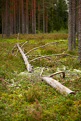 Image showing old fallen pine tree in forest