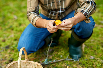 Image showing man with basket picking mushrooms in forest