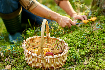 Image showing man with basket picking mushrooms in forest