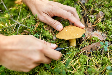 Image showing close up of man picking mushrooms in autumn forest