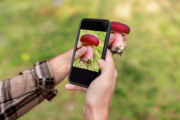 Image showing hands using smartphone app to identify mushroom