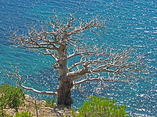 Image showing Tree without leaves and sea