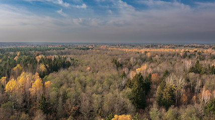Image showing Polish part of Bialowieza Forest to east