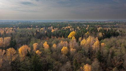 Image showing Polish part of Bialowieza Forest to east