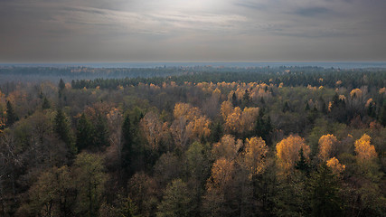 Image showing Polish part of Bialowieza Forest to south