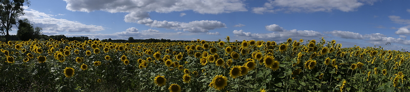 Image showing Ripe sunflower field in summertime