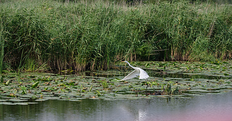 Image showing Great White Egret (Ardea alba) starting to fly