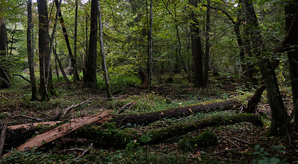 Image showing Misty morning in autumnal forest