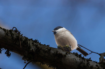 Image showing Marsh tit (Poecile palustris) closeup