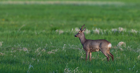 Image showing Roe Deer(Capreolus capreolus) male in springtime