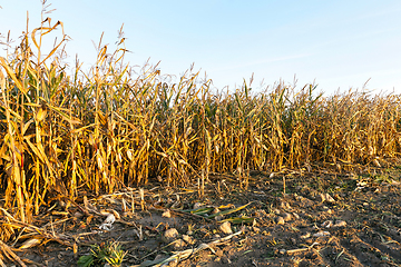 Image showing yellowed ripe corn