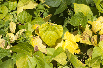 Image showing yellowed foliage of peppers