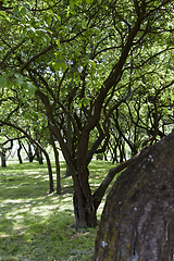 Image showing Green trees