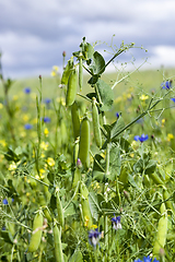 Image showing field of green peas