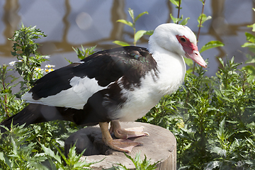 Image showing black and white duck