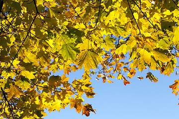 Image showing autumn foliage